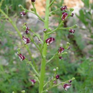 Photographie n°282341 du taxon Scrophularia canina L. [1753]