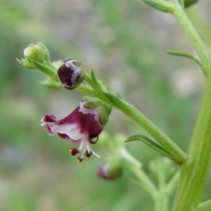 Scrophularia canina L. (Scrofulaire des chiens)