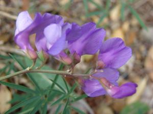 Paul Fabre, le  1 mai 2014 (Tuchan)