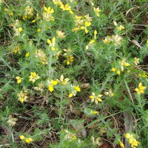 Photographie n°282375 du taxon Genista hispanica L. [1753]