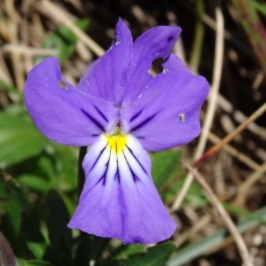 Photographie n°282392 du taxon Viola lutea subsp. lutea