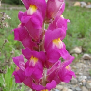 Photographie n°282424 du taxon Antirrhinum majus L. [1753]