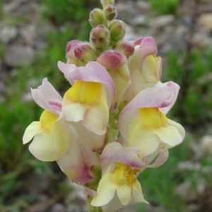 Photographie n°282429 du taxon Antirrhinum majus L. [1753]