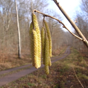 Photographie n°282447 du taxon Corylus avellana L. [1753]