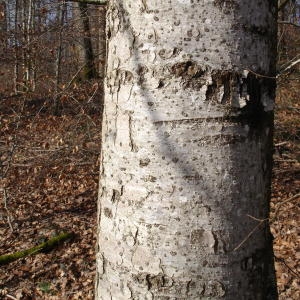 Photographie n°282449 du taxon Abies alba Mill. [1768]