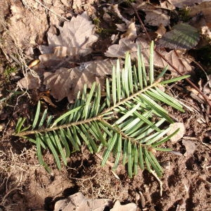 Photographie n°282450 du taxon Abies alba Mill. [1768]