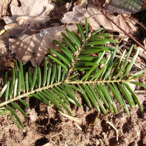 Photographie n°282451 du taxon Abies alba Mill. [1768]