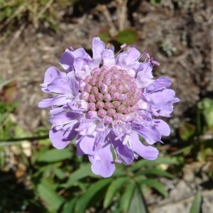 Photographie n°282483 du taxon Scabiosa columbaria subsp. columbaria