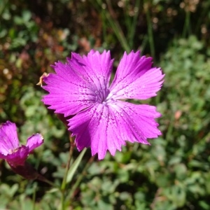 Photographie n°282490 du taxon Dianthus seguieri subsp. pseudocollinus (P.Fourn.) Jauzein [2010]