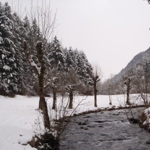 Photographie n°282556 du taxon Fraxinus excelsior L. [1753]