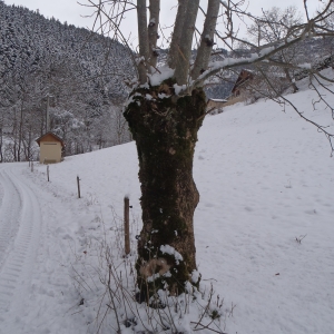 Photographie n°282559 du taxon Fraxinus excelsior L. [1753]