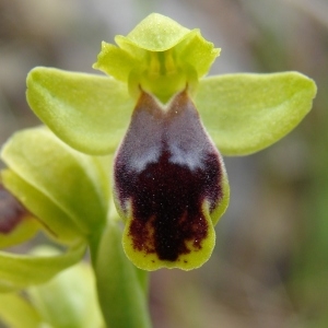 Photographie n°282564 du taxon Ophrys marmorata G.Foelsche & W.Foelsche [1998]