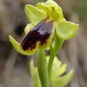 Photographie n°282565 du taxon Ophrys marmorata G.Foelsche & W.Foelsche [1998]