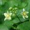  Paul Fabre - Bryonia cretica subsp. dioica (Jacq.) Tutin