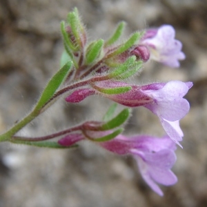 Photographie n°282619 du taxon Chaenorhinum origanifolium (L.) Kostel. [1844]