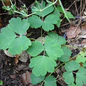 Photographie n°282638 du taxon Aquilegia vulgaris L. [1753]