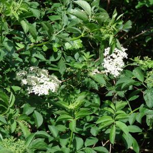 Photographie n°282640 du taxon Sambucus nigra L. [1753]