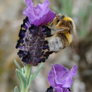  - Lavandula stoechas L. [1753]