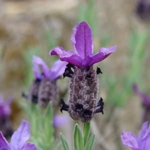 Photographie n°282677 du taxon Lavandula stoechas L. [1753]