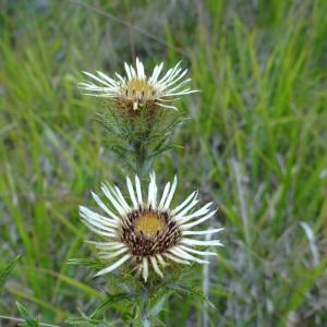 Photographie n°282699 du taxon Carlina vulgaris L. [1753]