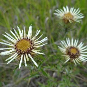 Photographie n°282701 du taxon Carlina vulgaris L. [1753]