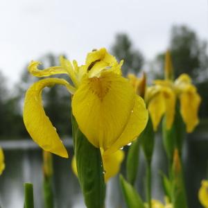 Photographie n°282705 du taxon Iris pseudacorus L.