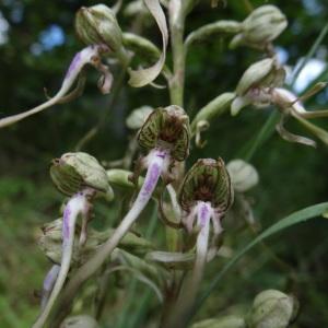 Photographie n°282709 du taxon Himantoglossum hircinum (L.) Spreng. [1826]