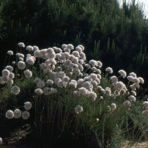 Photographie n°282746 du taxon Armeria pungens (Link) Hoffmanns. & Link [1820]