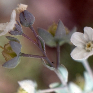 Photographie n°282750 du taxon Omphalodes littoralis Lehm. [1818]