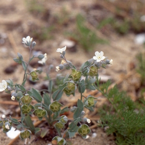 Photographie n°282751 du taxon Omphalodes littoralis Lehm. [1818]