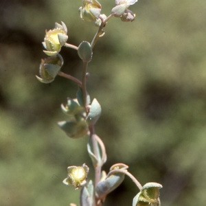 Photographie n°282752 du taxon Omphalodes littoralis Lehm. [1818]