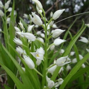 Photographie n°282757 du taxon Cephalanthera longifolia (L.) Fritsch [1888]