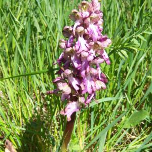 Photographie n°282769 du taxon Himantoglossum robertianum (Loisel.) P.Delforge