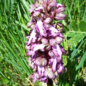 Photographie n°282770 du taxon Himantoglossum robertianum (Loisel.) P.Delforge