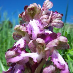 Photographie n°282771 du taxon Himantoglossum robertianum (Loisel.) P.Delforge