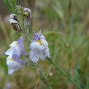 Photographie n°282807 du taxon Linaria repens (L.) Mill. [1768]