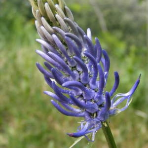 Photographie n°282826 du taxon Phyteuma spicatum L. [1753]