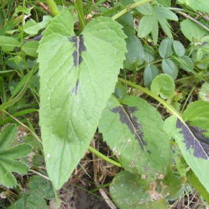 Photographie n°282827 du taxon Phyteuma spicatum L. [1753]