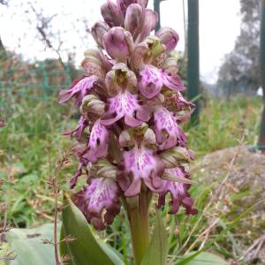 Photographie n°282831 du taxon Himantoglossum robertianum (Loisel.) P.Delforge [1999]