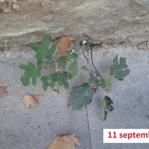 Photographie n°282916 du taxon Ficus carica L. [1753]