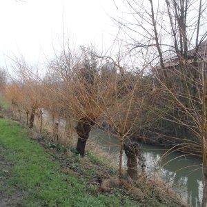 Photographie n°282969 du taxon Salix alba L. [1753]