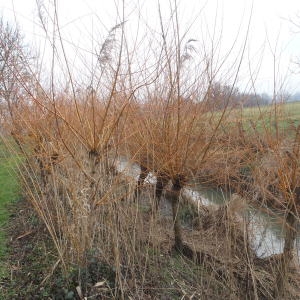 Photographie n°282971 du taxon Salix alba L. [1753]