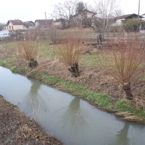 Photographie n°282974 du taxon Salix alba L. [1753]