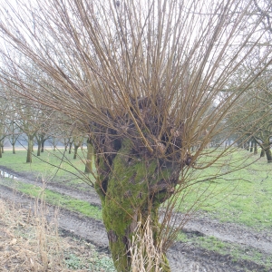 Photographie n°282988 du taxon Salix alba L. [1753]