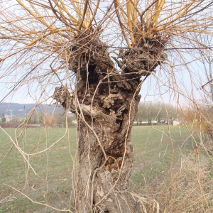 Photographie n°282992 du taxon Salix alba L. [1753]