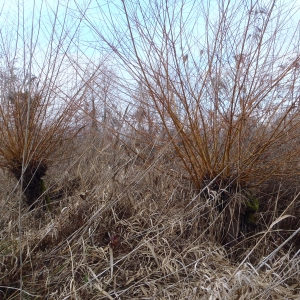 Photographie n°282994 du taxon Salix alba L. [1753]