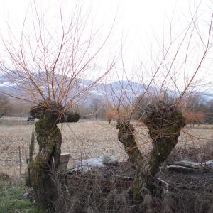 Photographie n°283050 du taxon Salix alba L. [1753]