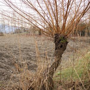 Photographie n°283063 du taxon Salix alba L. [1753]