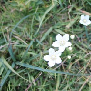 Photographie n°283117 du taxon Parnassia palustris L. [1753]