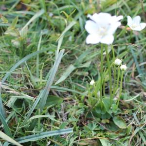 Photographie n°283118 du taxon Parnassia palustris L. [1753]